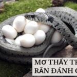 Mơ Thấy Trứng Rắn Đánh Con Gì?