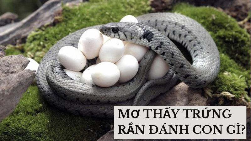 Mơ Thấy Trứng Rắn Đánh Con Gì? Ý Nghĩa Và Con Số May Mắn