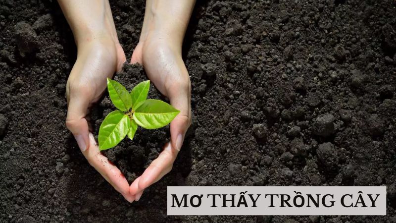 Mơ Thấy Trồng Cây: Điều Gì Đang Chờ Đợi Bạn?